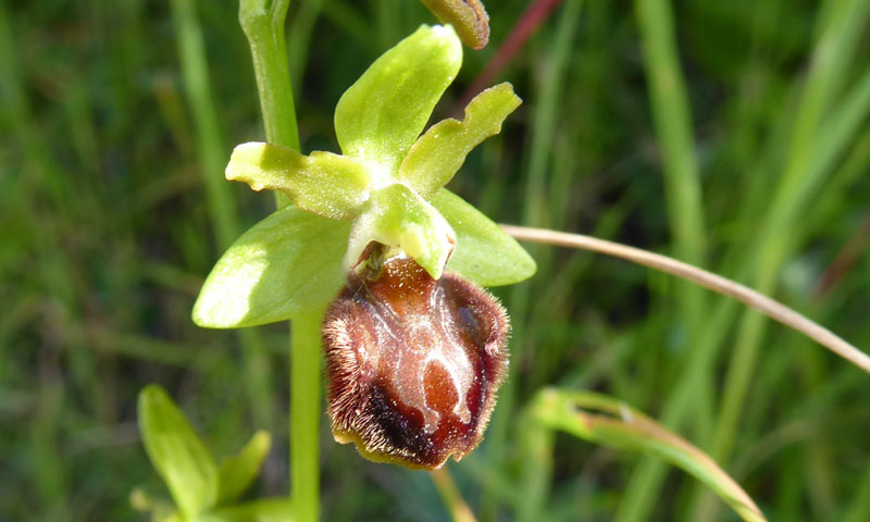 Ophrys sphegodes subsp.classica